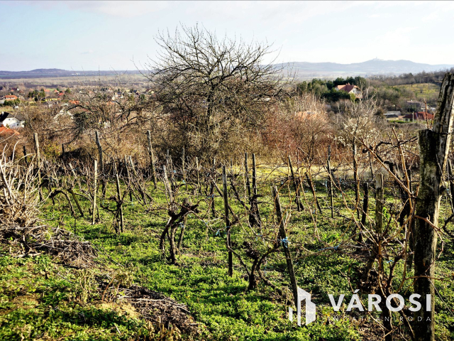 Nyúli, panorámás telek, szőlővel eladó!