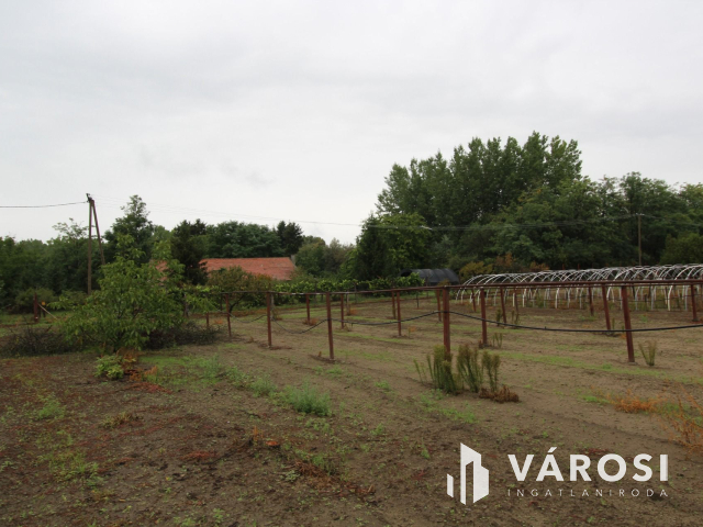 Napfényes mezőgazdasági terület 3000m2-en, Szatymazon eladó