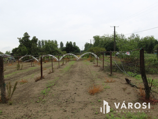 Napfényes mezőgazdasági terület 3000m2-en, Szatymazon eladó