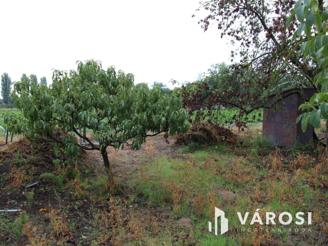 Napfényes mezőgazdasági terület 3000m2-en, Szatymazon eladó