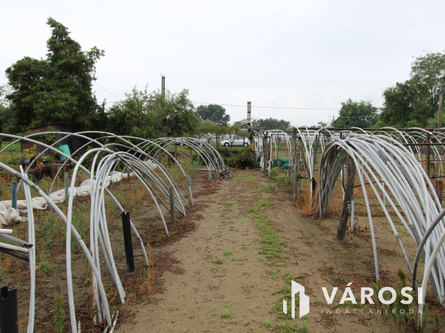 Napfényes mezőgazdasági terület 3000m2-en, Szatymazon eladó