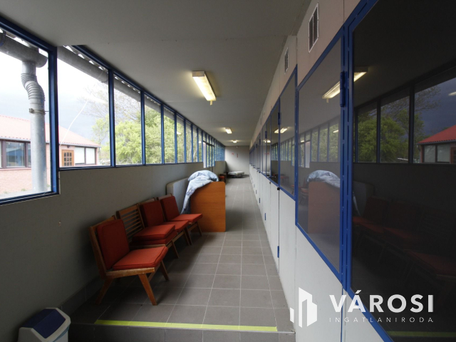 Ez nem üvegtigris, ez jobb! Ez Fapuma