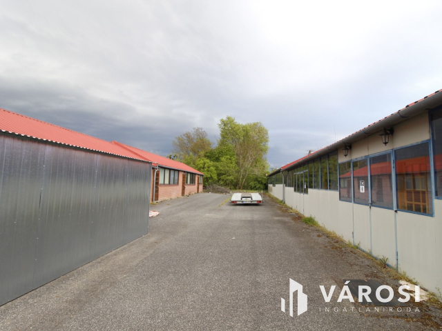 Ez nem üvegtigris, ez jobb! Ez Fapuma