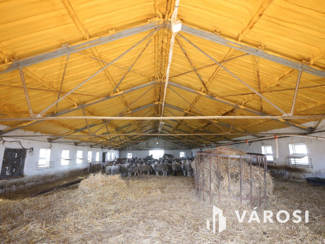 Eladó sertéstelep Szeghalom határában 11 ha területen