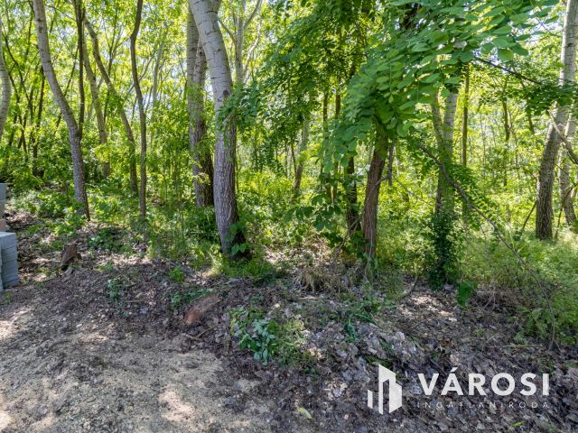 Két  ház, egy telken,  erdő mellett Szigethalmon eladó